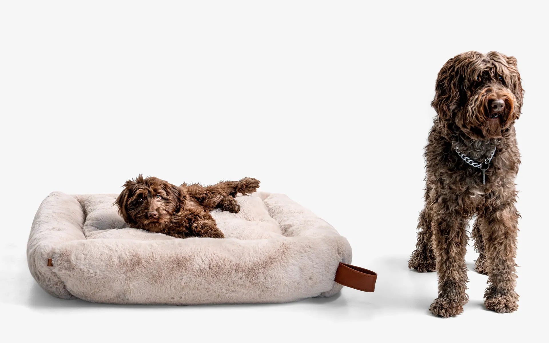 Beddo Köpek Yatağı | lagu