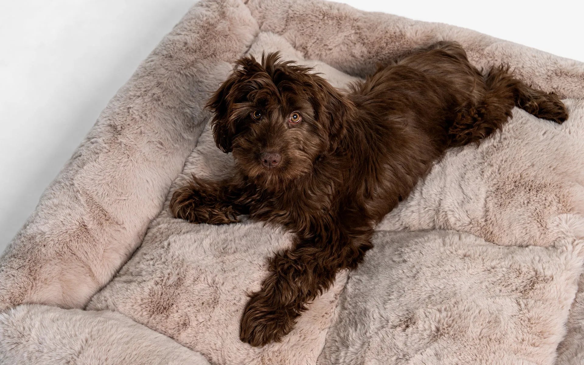 Beddo Köpek Yatağı | lagu