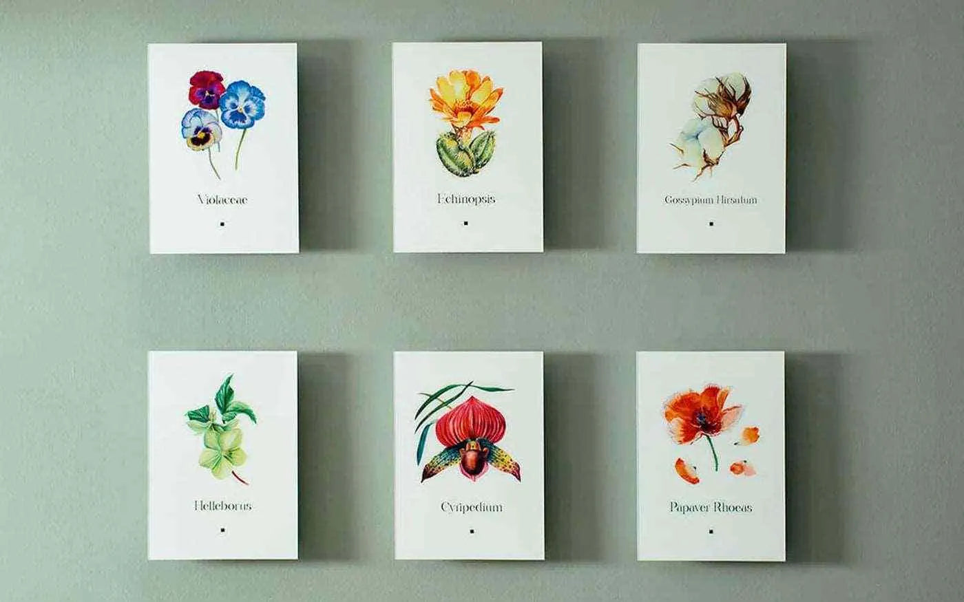 Artbook Kaktüs (Echinopsis)