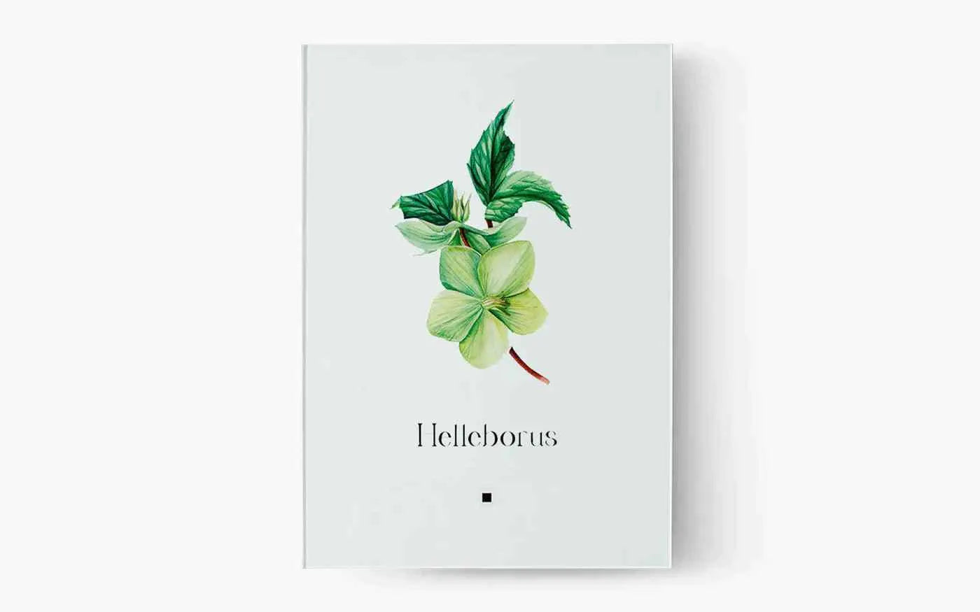 Artbook Noel Gülü (Helleborus) - lagu.shop - Tablo