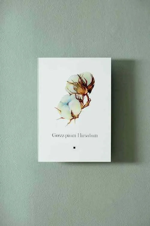 Pamuk (Gossypium Hirsutum) - lagu.shop - Tablo